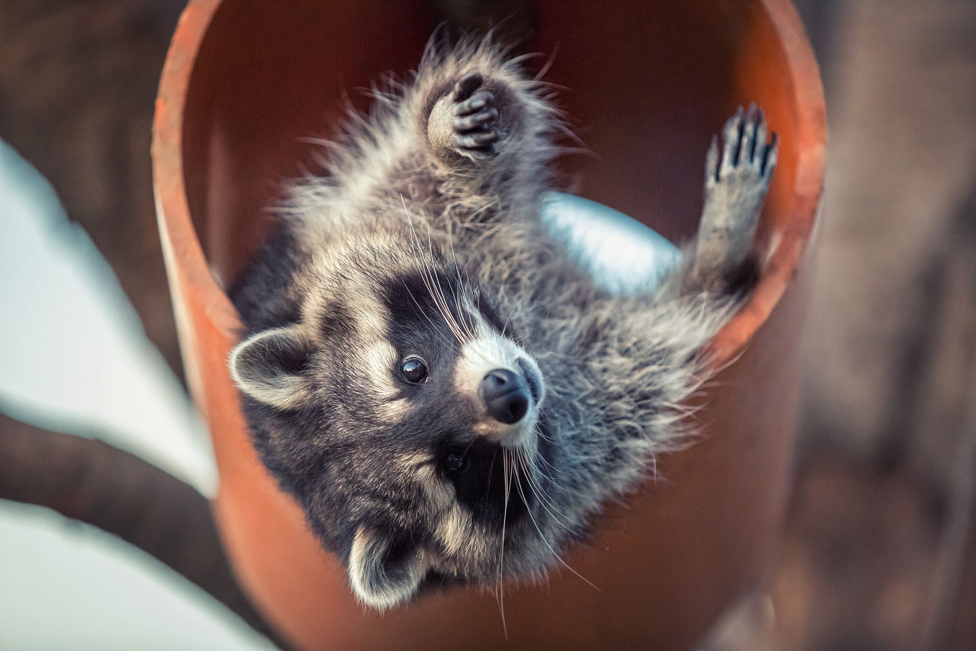 waschbären erleben mit fotoshooting von herztierfotografie