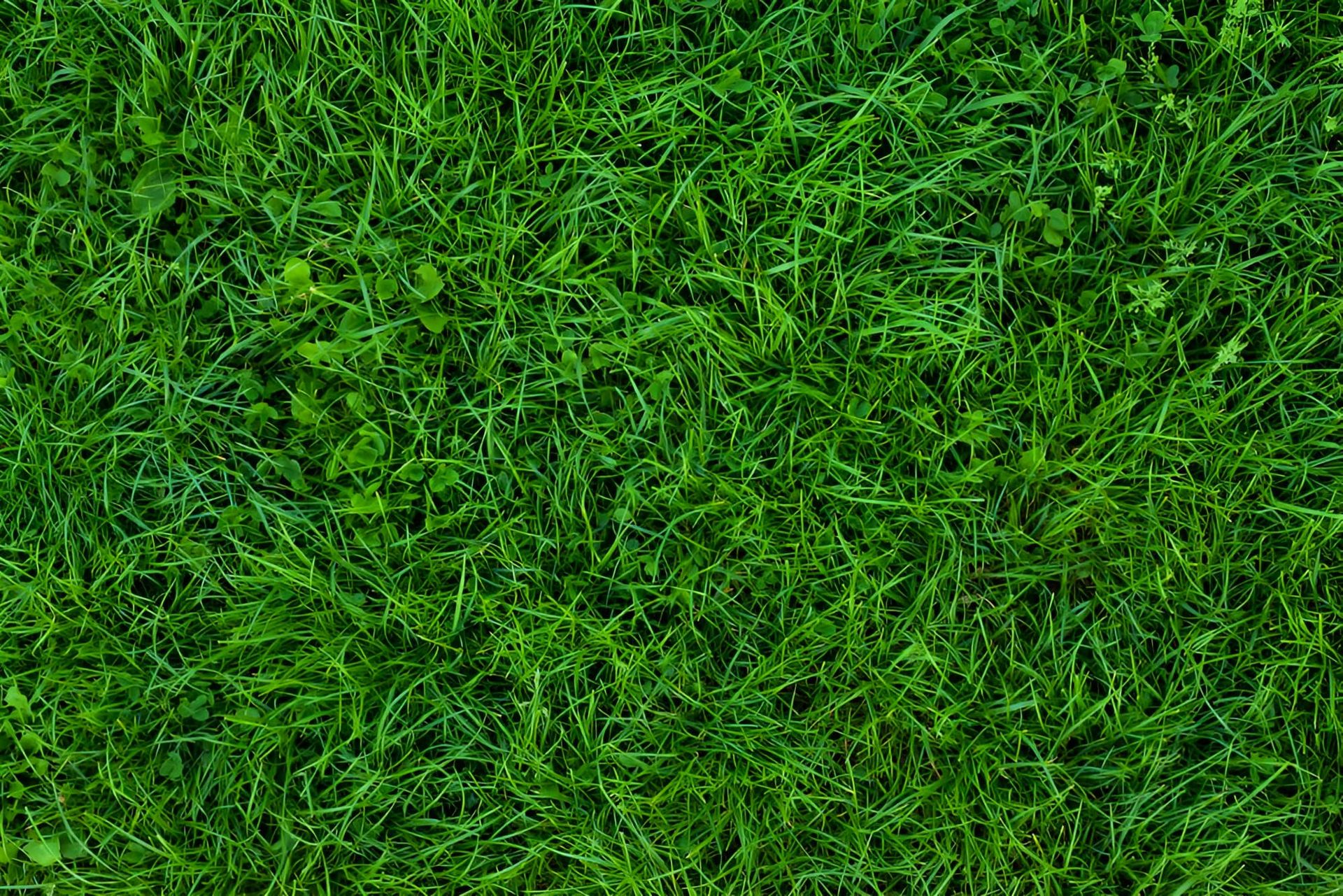 Close up shot of grass — Oaks Quality Turf In Coolangatta, NSW