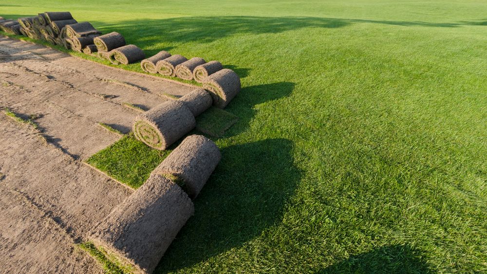 A Row of Rolls of Turf Sitting on Top of a Lush Green Field — Oaks Quality Turf In Kiama, NSW