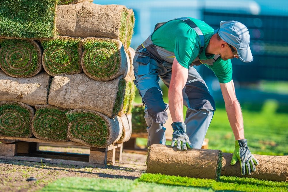 A Man is Rolling Up Rolls of Turf on a Pallet — Oaks Quality Turf In Gerringong, NSW