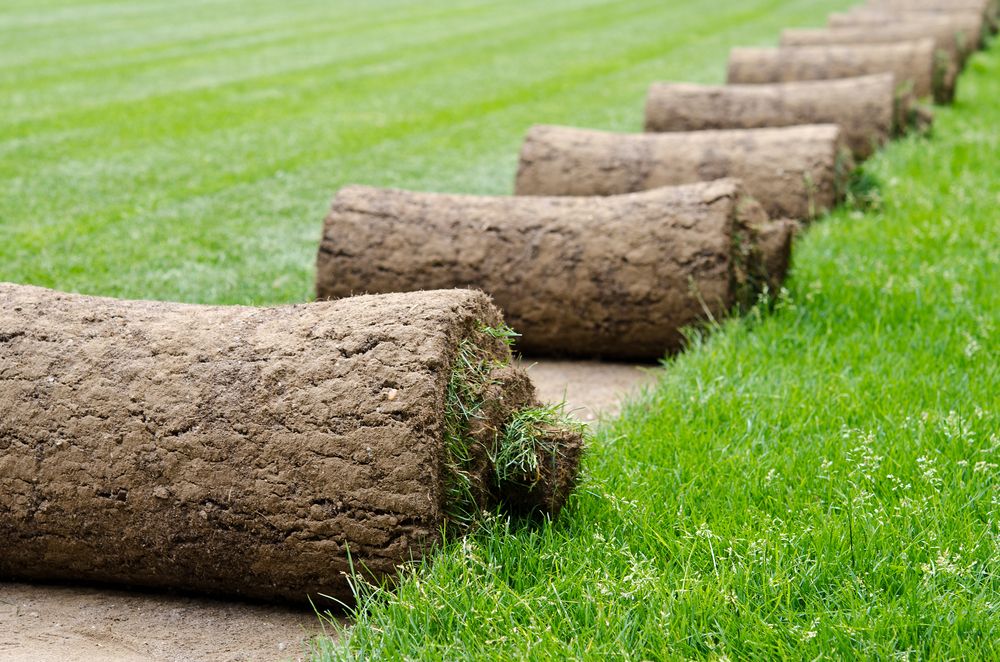 A Row of Turf Rolls Sitting on Top of a Lush Green Field — Oaks Quality Turf In Gerringong, NSW