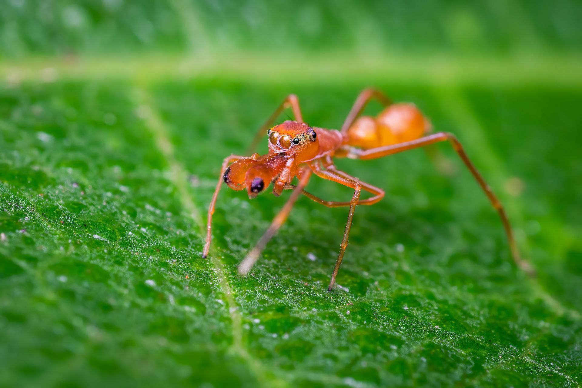 Ant Mimicking Spider — Harrisonburg, VA — Absolute Termite & Pest Control Ant Mimicking Spider — Harrisonburg, VA — Absolute Termite & Pest Control