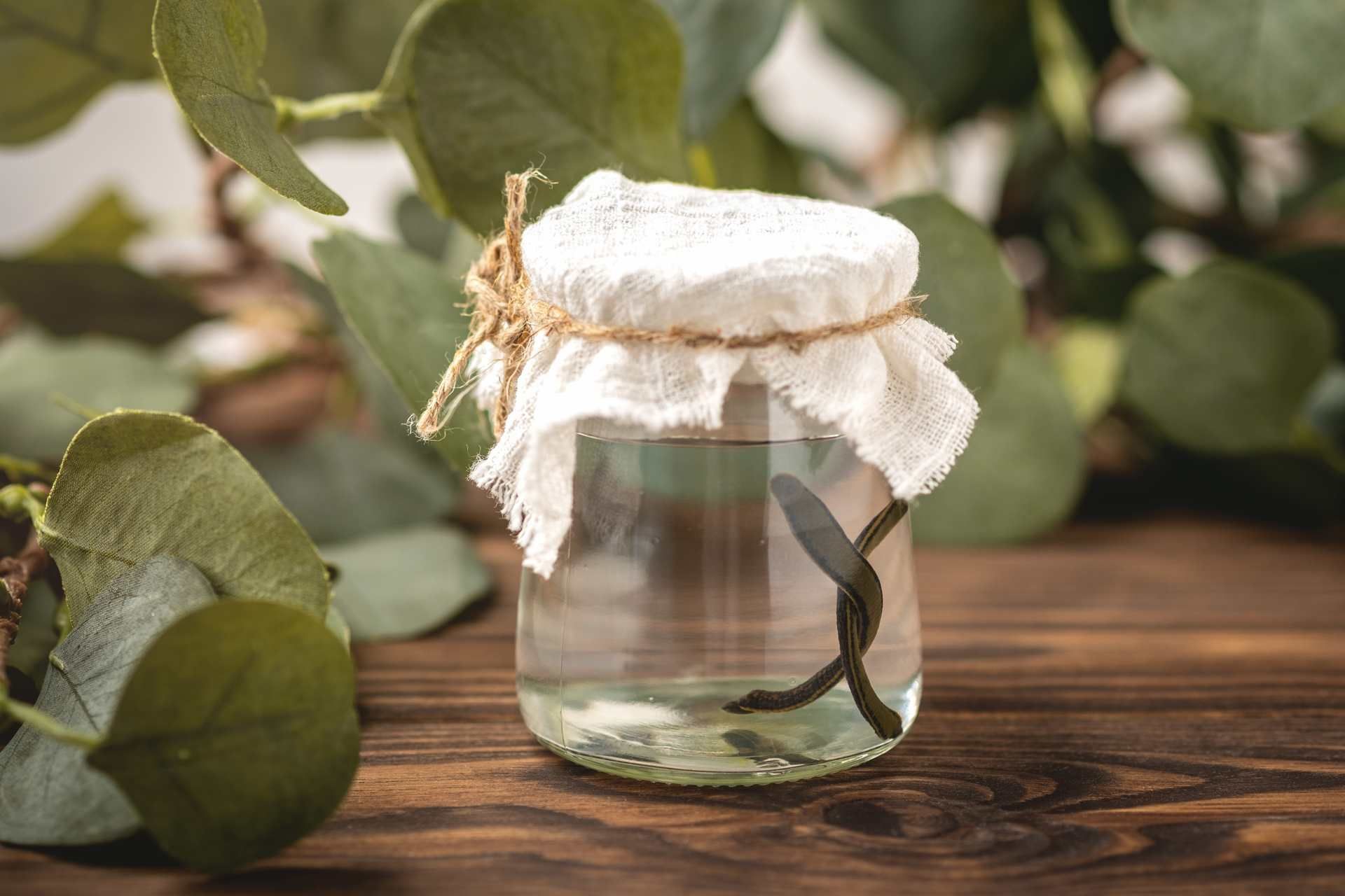 Blutegeltherapie – alles, was Sie wissen müssen