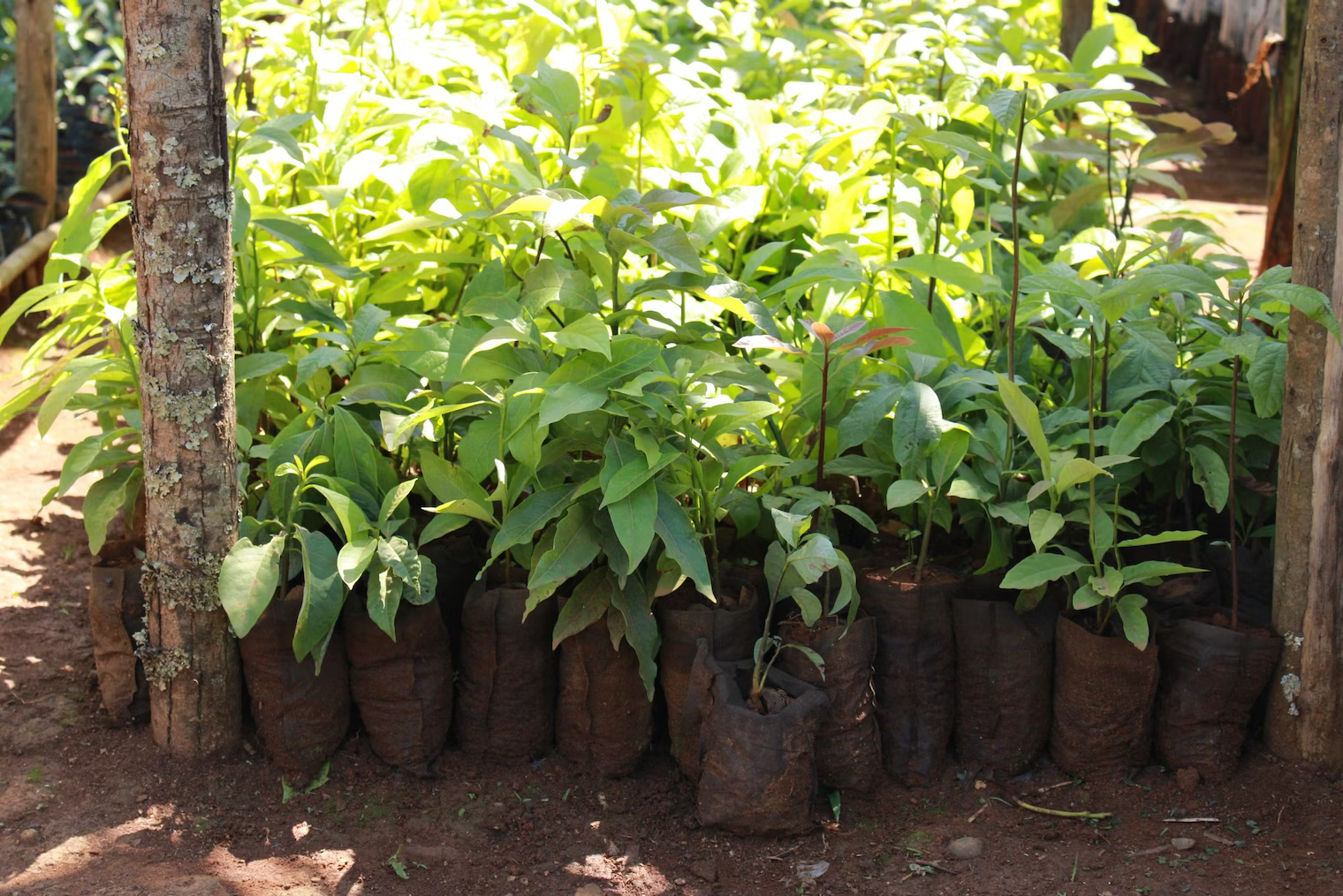 Ugandan forest