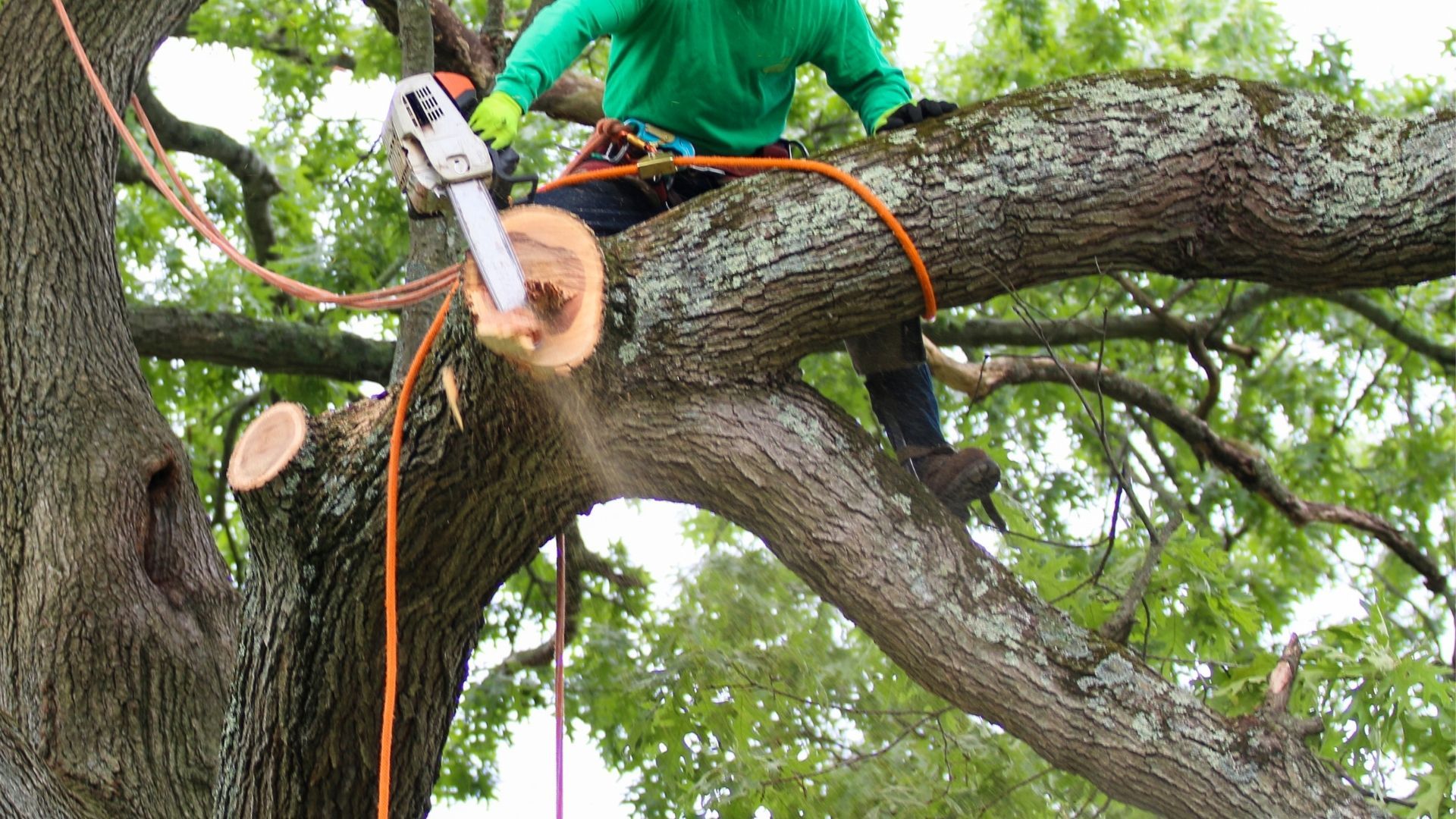 Worker trimming a large tree branch with a chainsaw while perched on the trunk