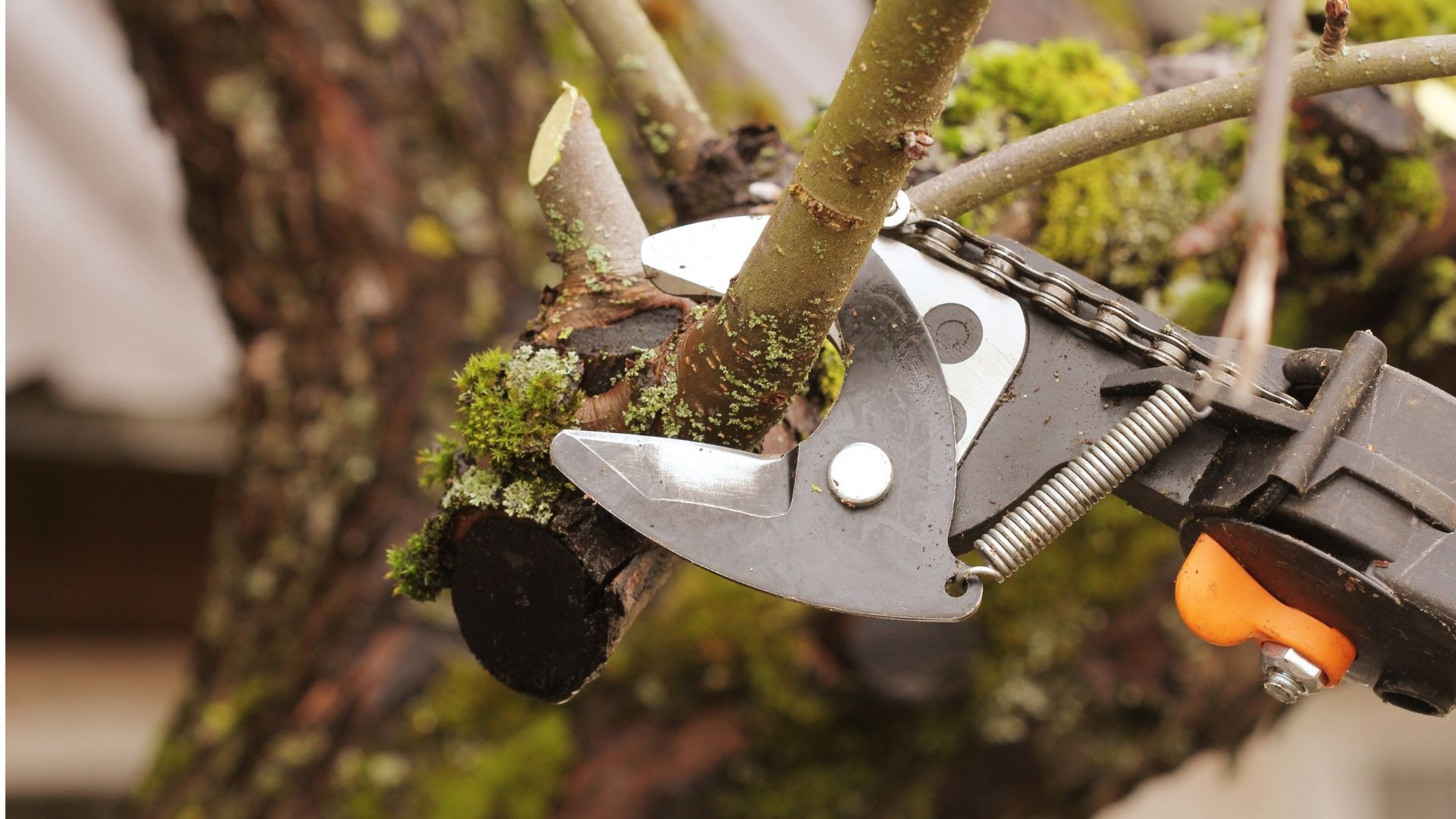 Pruning shears cutting a tree branch near the trunk
