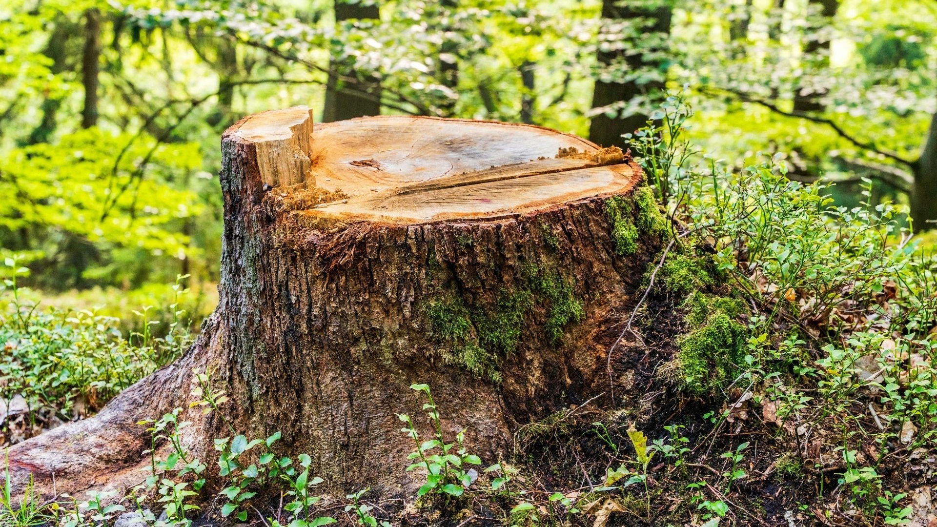 Freshly cut tree stump in a green forest with a large fallen log nearby