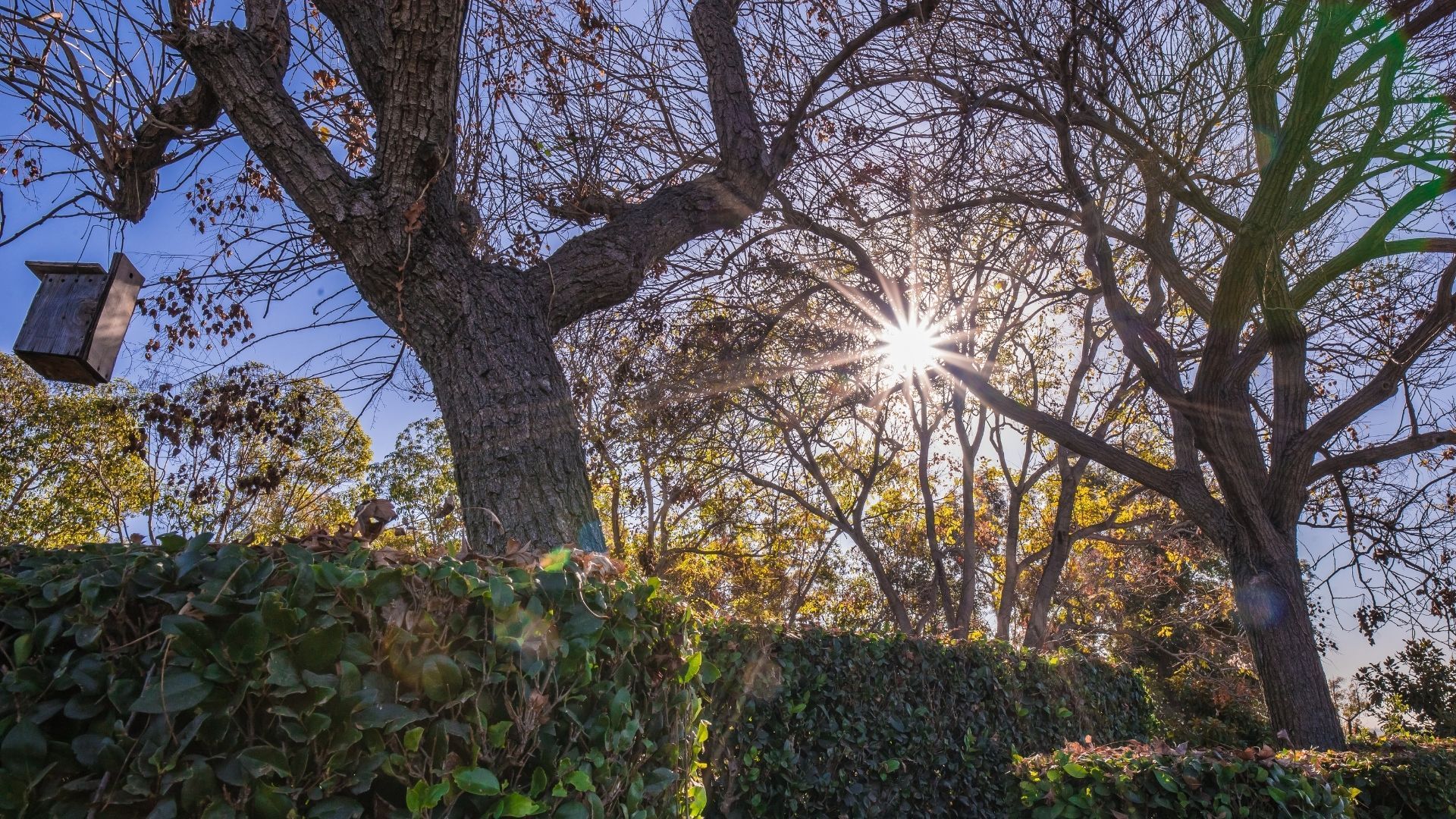 Sunlight shining through bare tree branches over a hedge in a garden