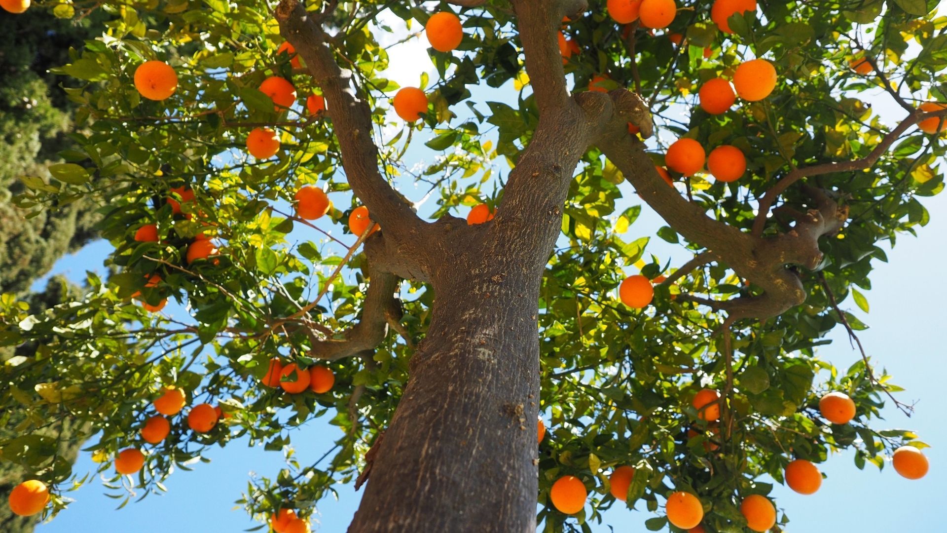 Orange fruit hanging on a tree with a thick trunk and green leaves against a blue sky