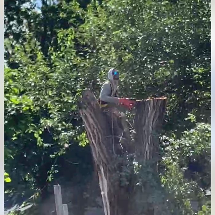 Worker in a helmet standing in a large tree stump, trimming branches with a chainsaw.