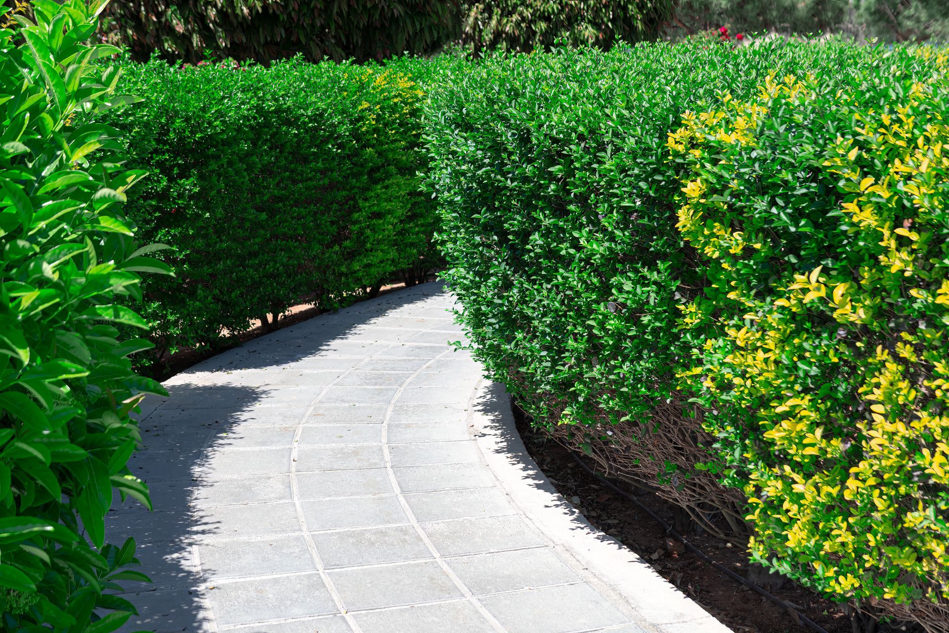 Stone path curves through green hedges.