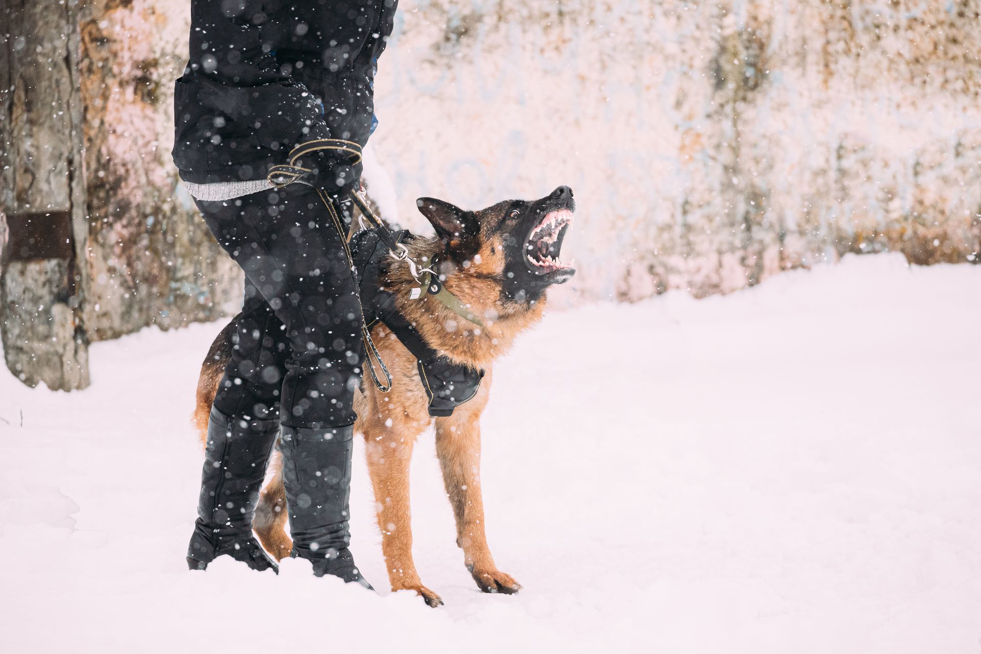 Person standing with a German shepherd in falling snow beside a weathered wall