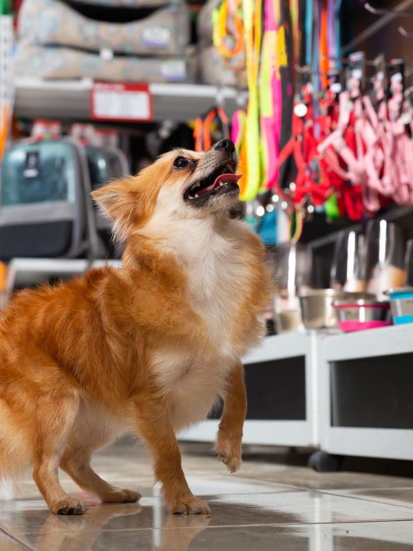 Un perro marrón y blanco está parado sobre sus patas traseras en una tienda de mascotas.