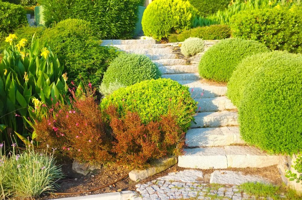 Stone Steps Surrounded by Professionally Cut Shrubs  — D-Scapes Landscaping Services Pty Ltd in Taree, NSW