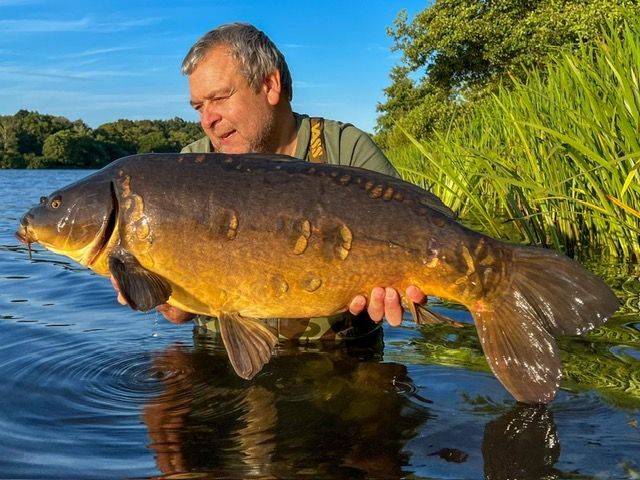 A person holding a large, dark-scaled mirror carp while standing in a lake near grassy reeds under a clear blue sky.