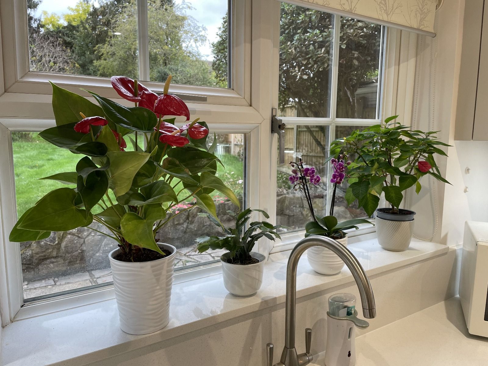 Four potted plants, including a red anthurium and a purple orchid, sit on a white windowsill above a kitchen faucet.