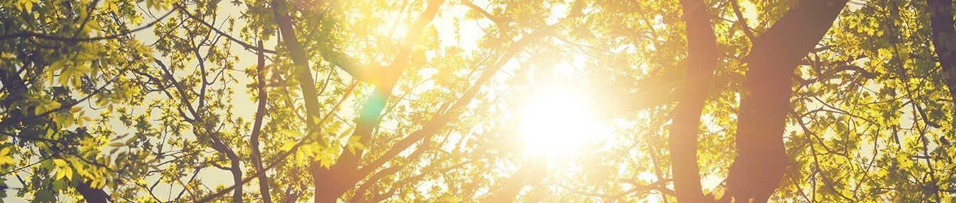 The sun is shining through the trees in a forest.
