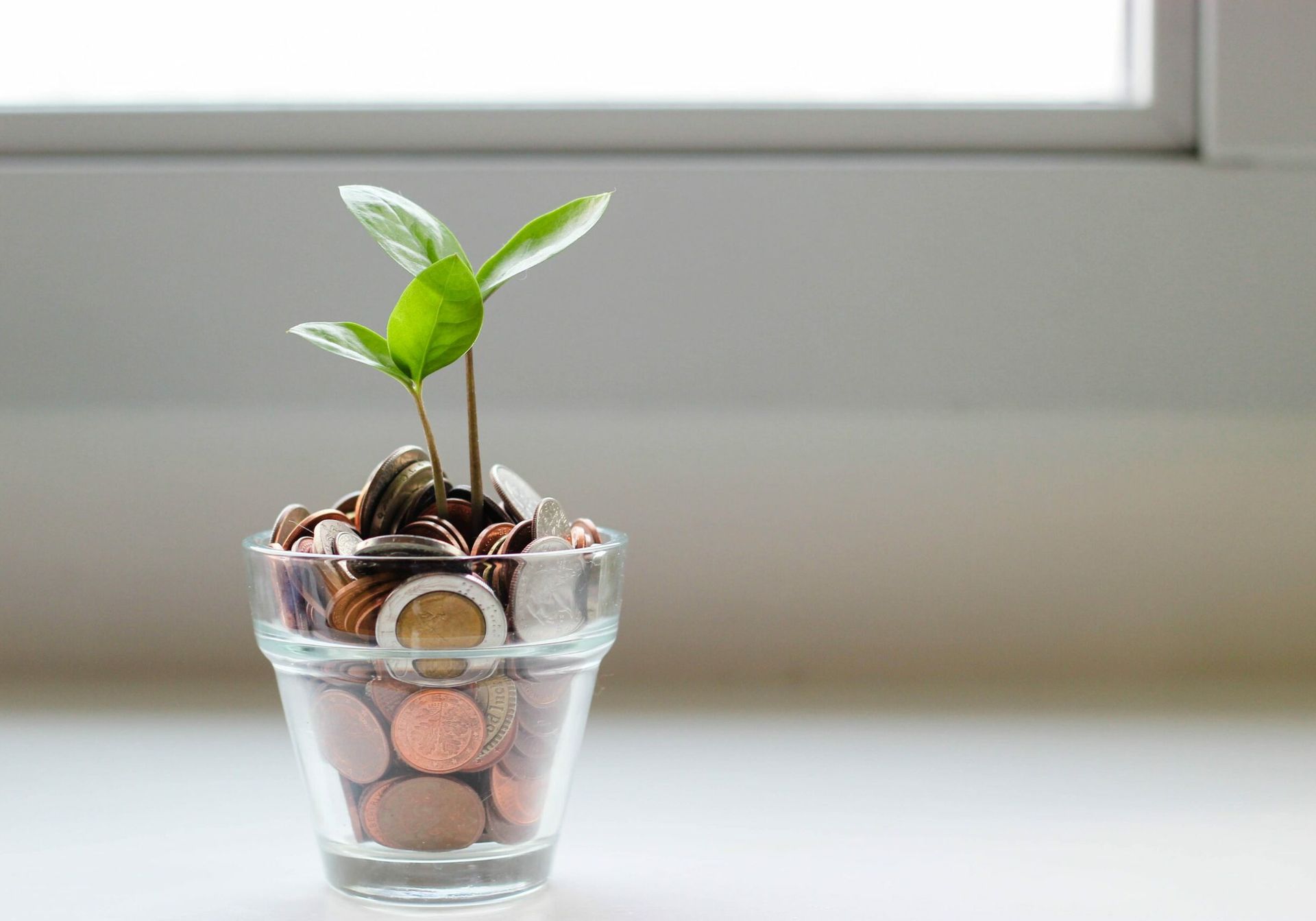 ScholarshipMoneyTree_visual-stories-micheile-SoT4-mZhyhE-unsplash ScholarshipMoneyTree_visual-stories-micheile-SoT4-mZhyhE-unsplash