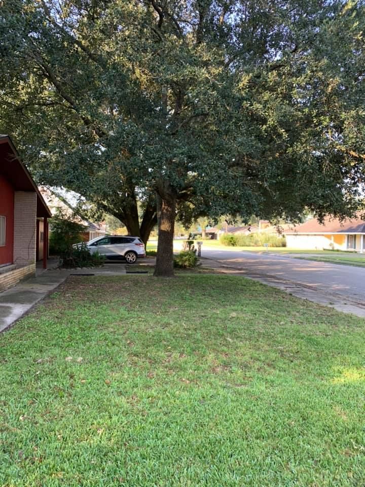 A large oak tree stands in a grassy front yard, with a car parked nearby and a house visible on the left.