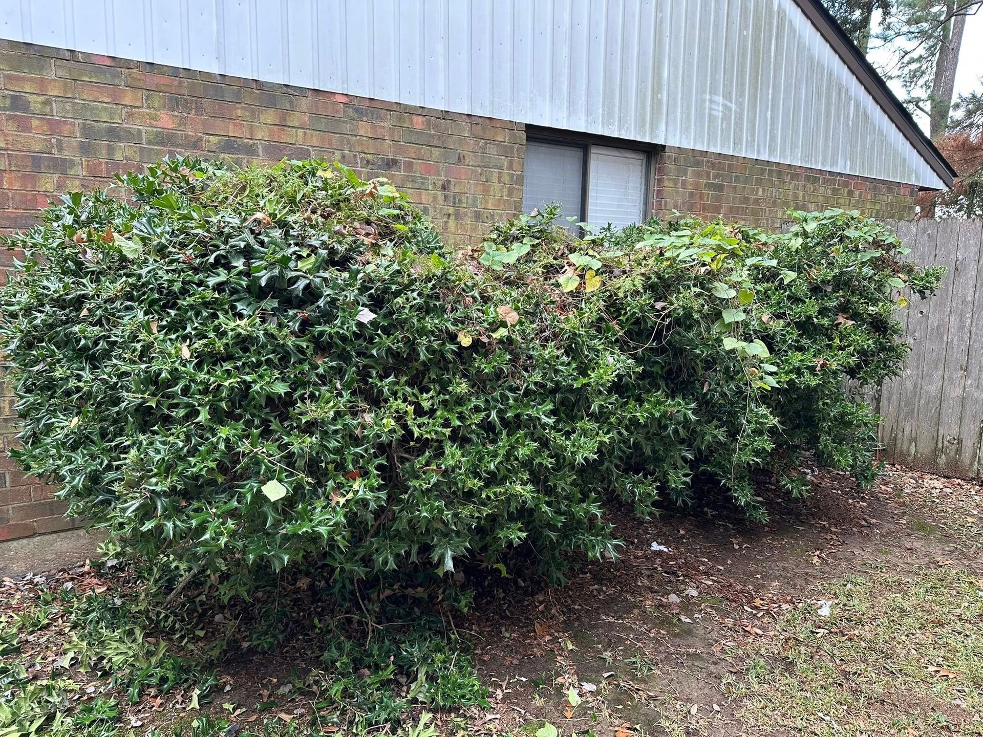 A large, dense green shrub grows in front of a brick building with a light-colored metal roof.