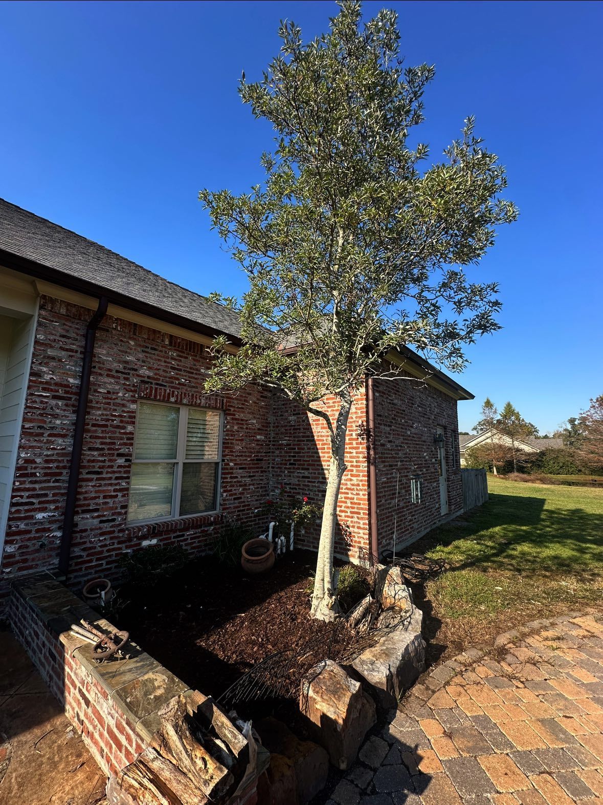 A young tree grows in a mulched brick planter box next to a brick house under a clear blue sky.