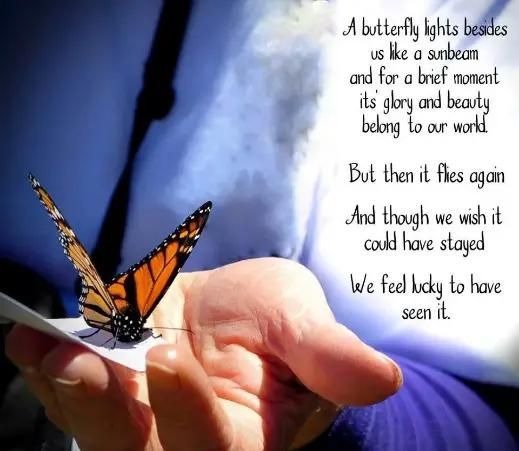 Monarch butterfly with orange and black wings on an open hand, green blurred background.