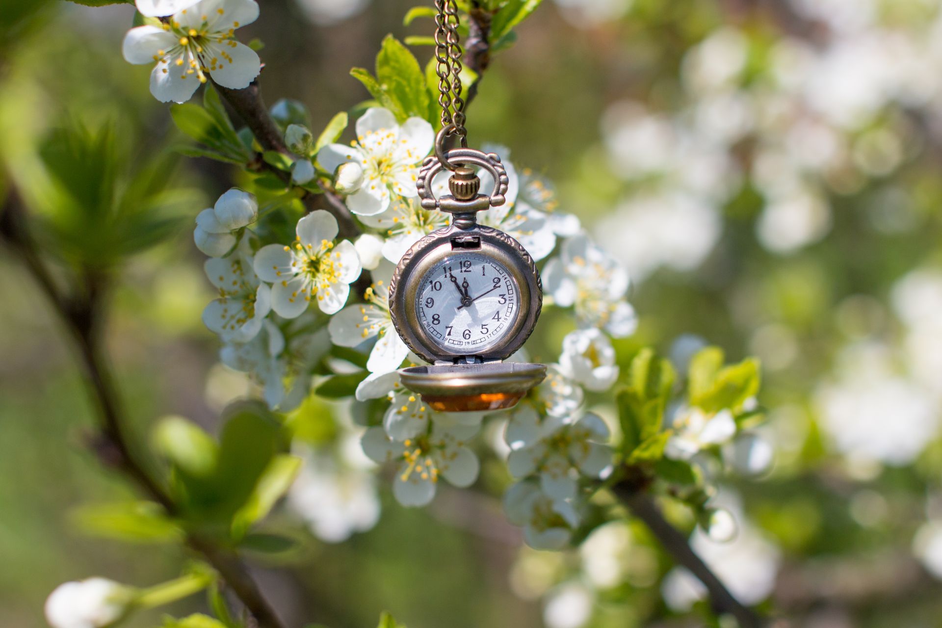 Pocket watch hanging from a flowering tree branch.