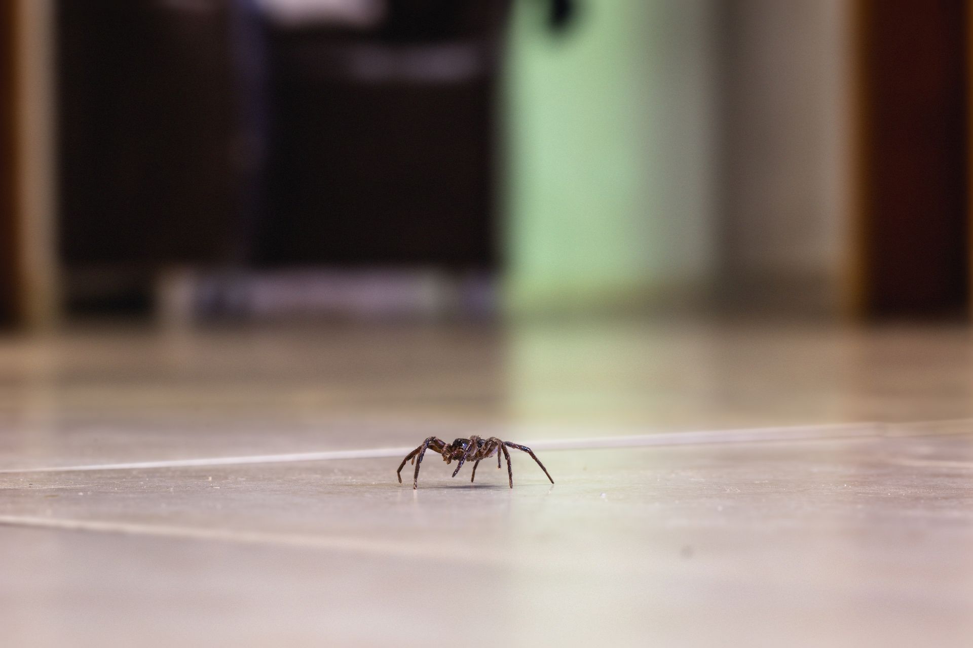 A spider is crawling on the floor in a room.