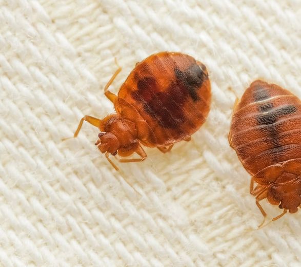 Two bed bugs are sitting on a white cloth.