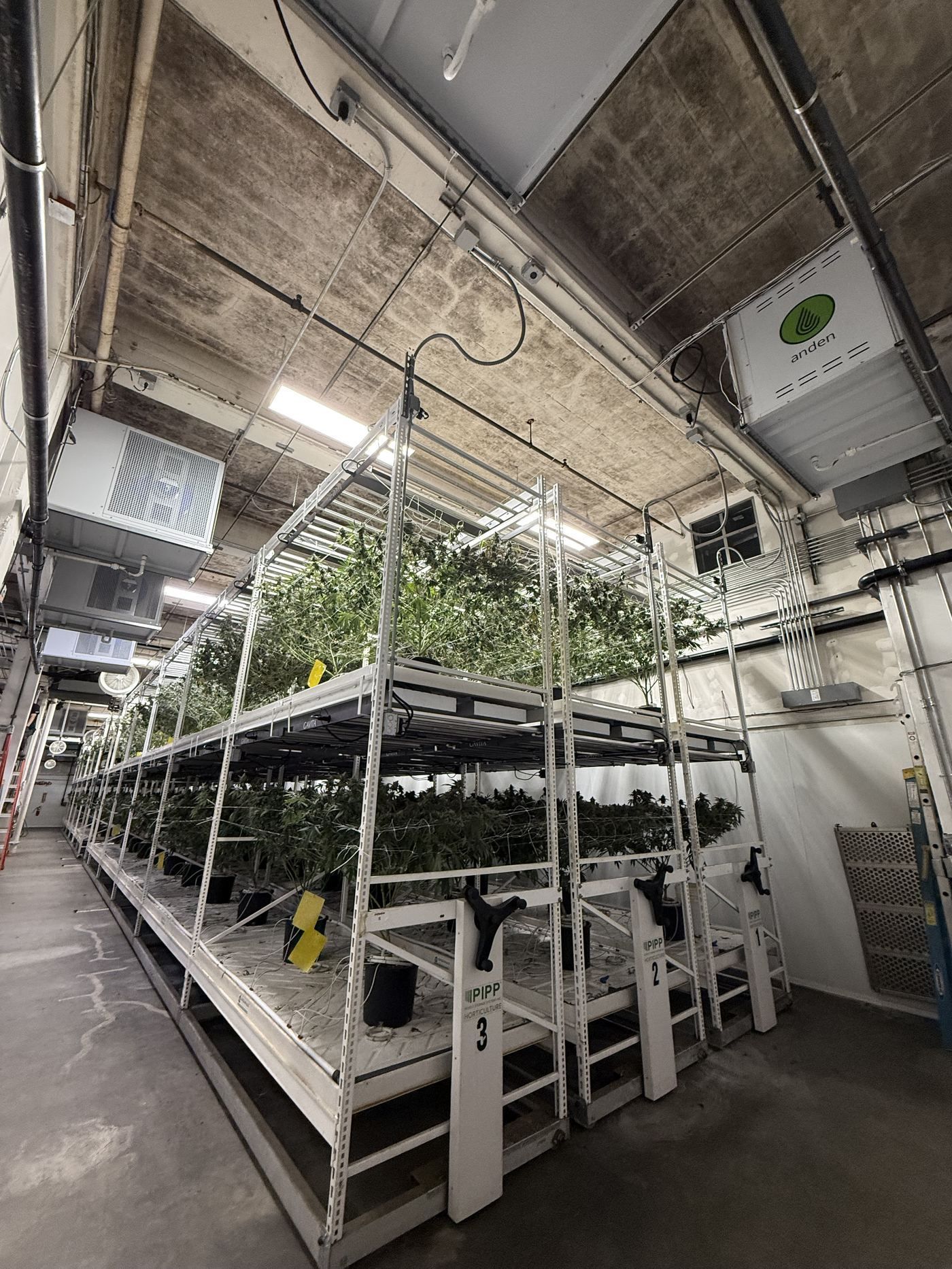Indoor greenhouse with rows of leafy plants on shelving under bright overhead lights