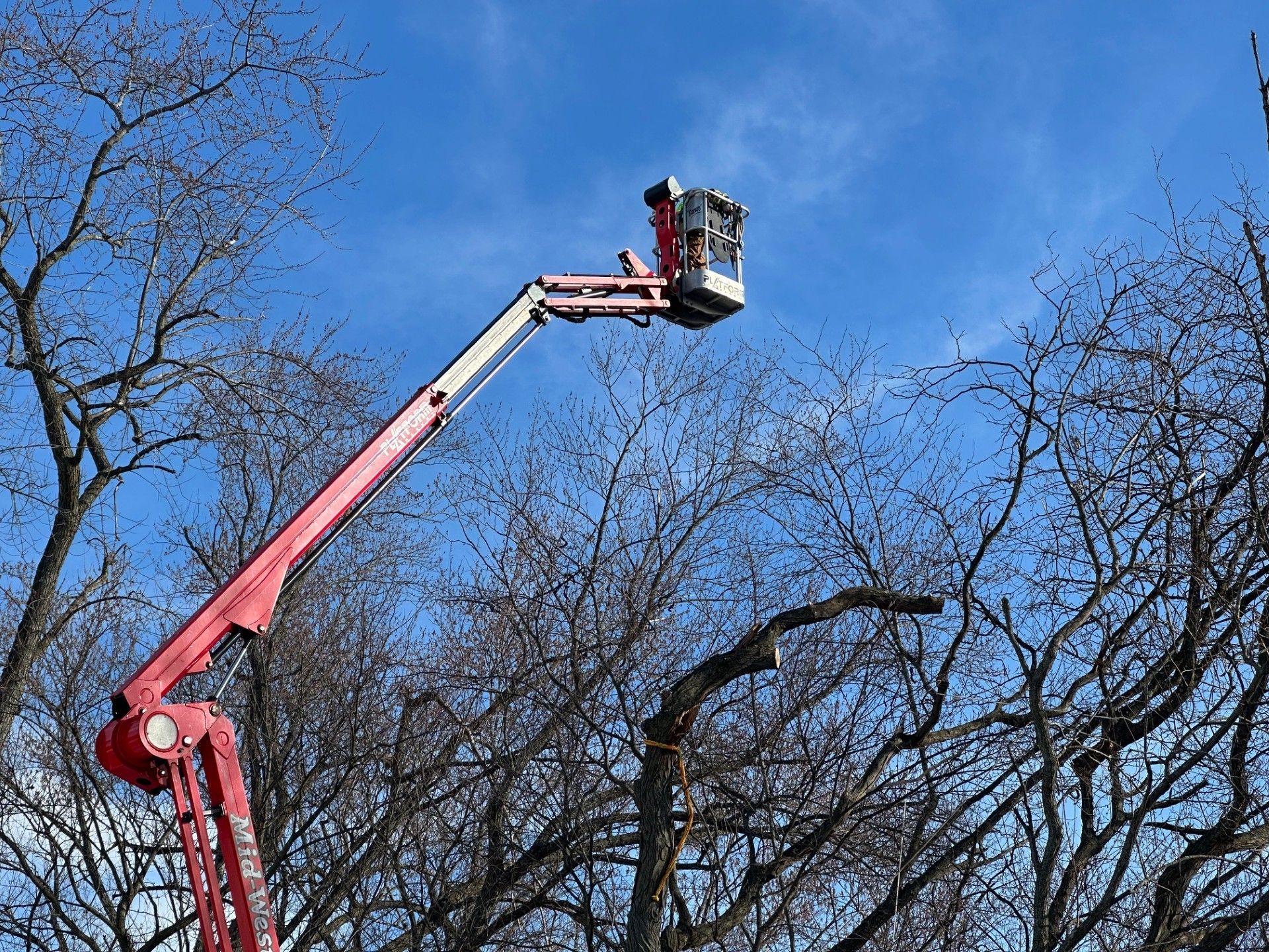 Tree trimming and pruning with an aerial spider lift by professionals