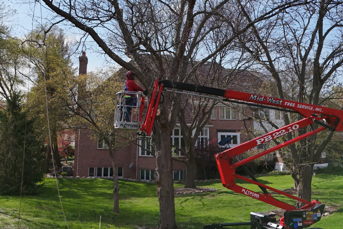 Pruning trees during dormant season with aerial spider lift