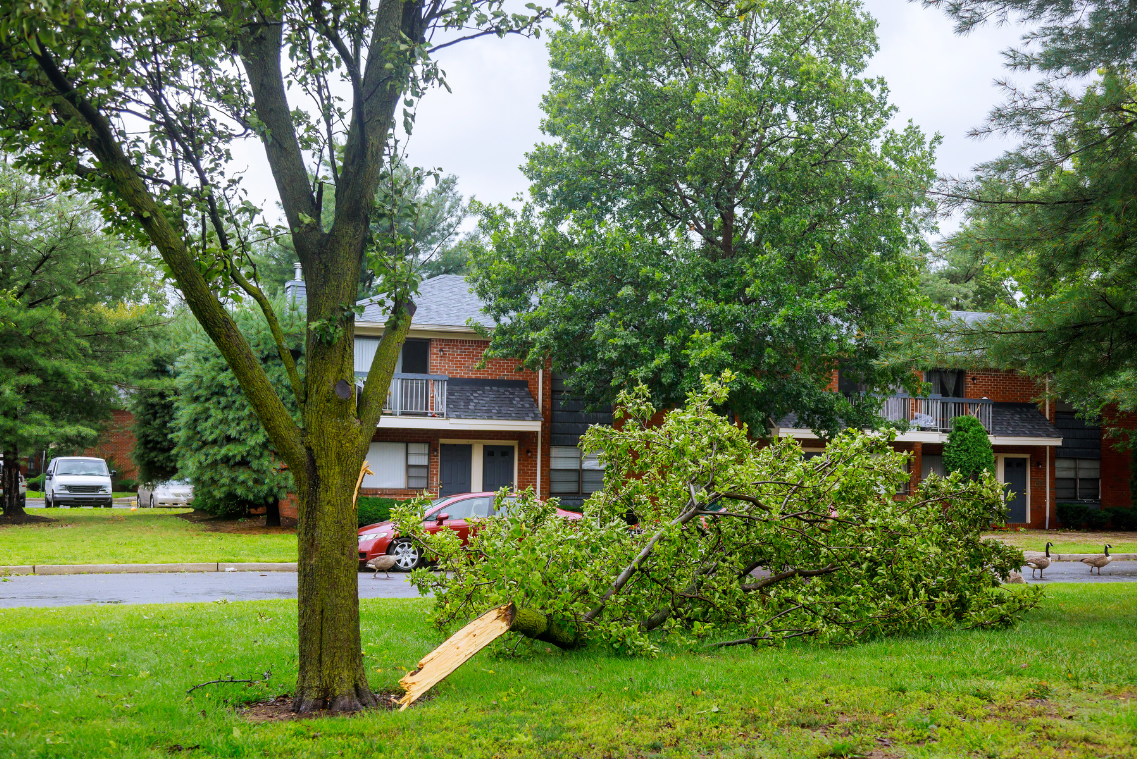 A broken tree branch lies on the grass in front of an apartment building, in Waucanda IL