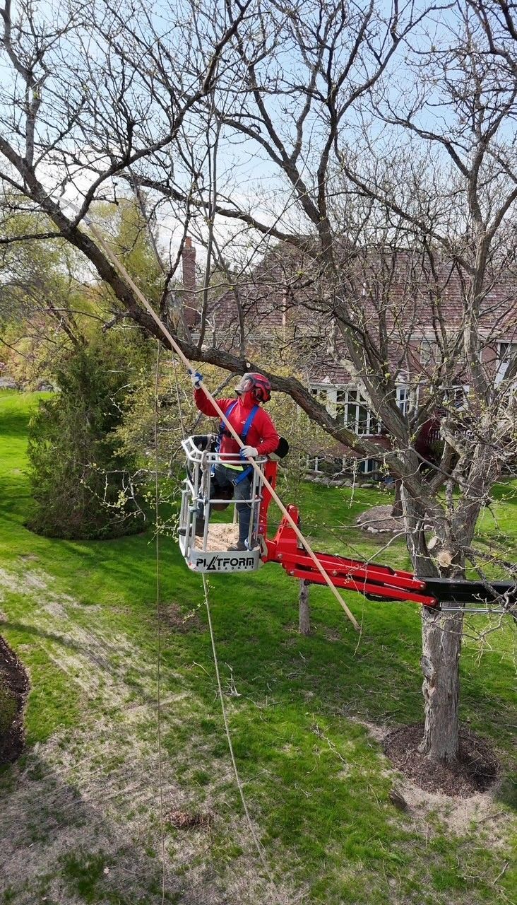 Tree removal and services by Mid-West Tree Experts Inc.