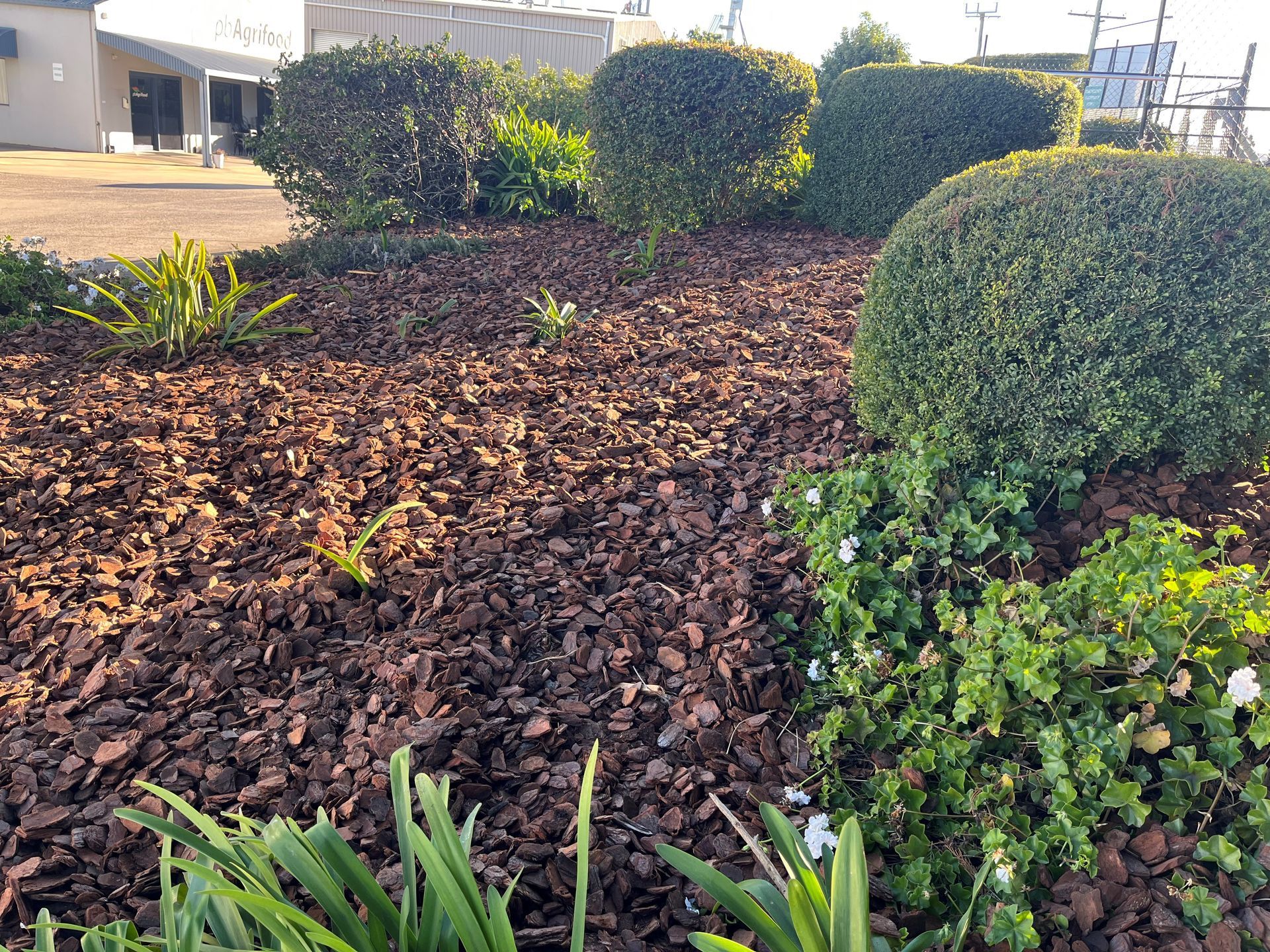 A garden filled with lots of plants and mulch.