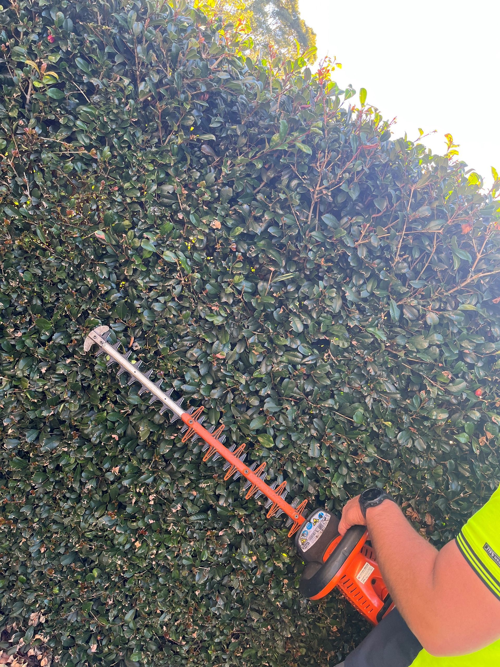 A person is cutting a hedge with a hedge trimmer.