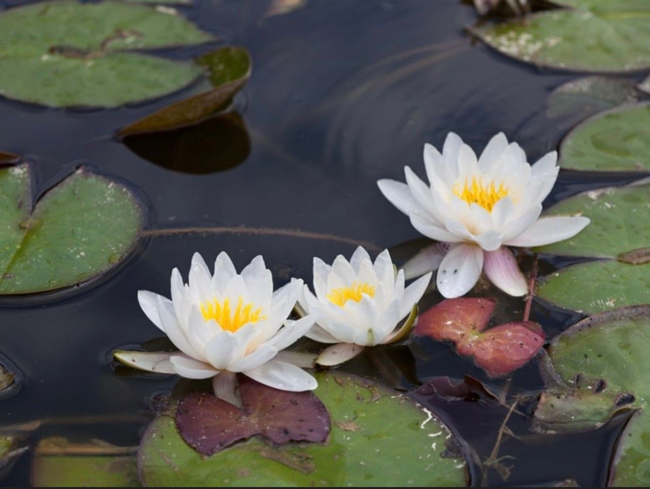 October 18 - Pastels: Water lilies