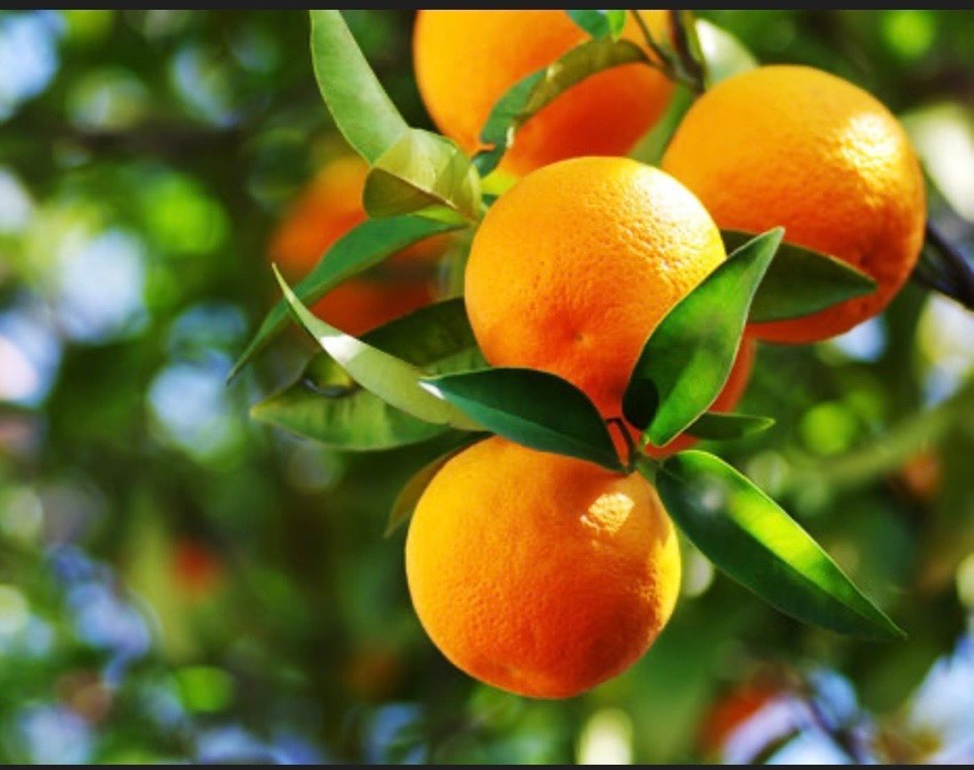 January 18  Pastels: Mandarin Tree