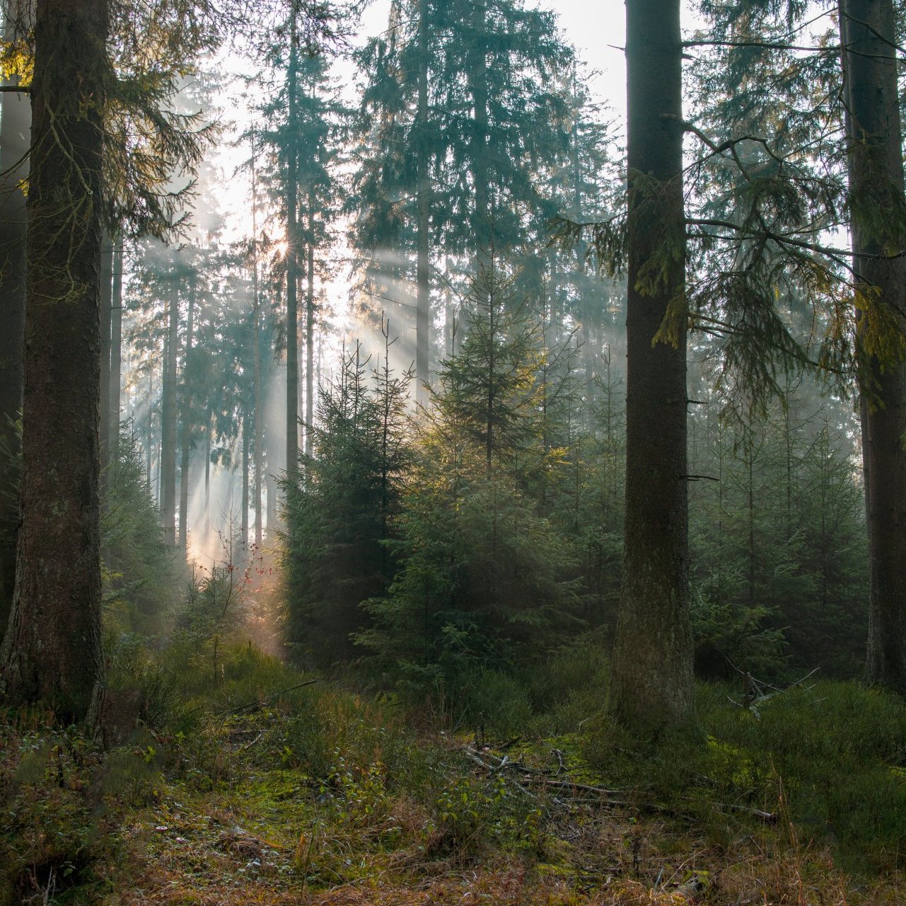 Die Sonne scheint durch die Bäume in einem nebligen Wald.