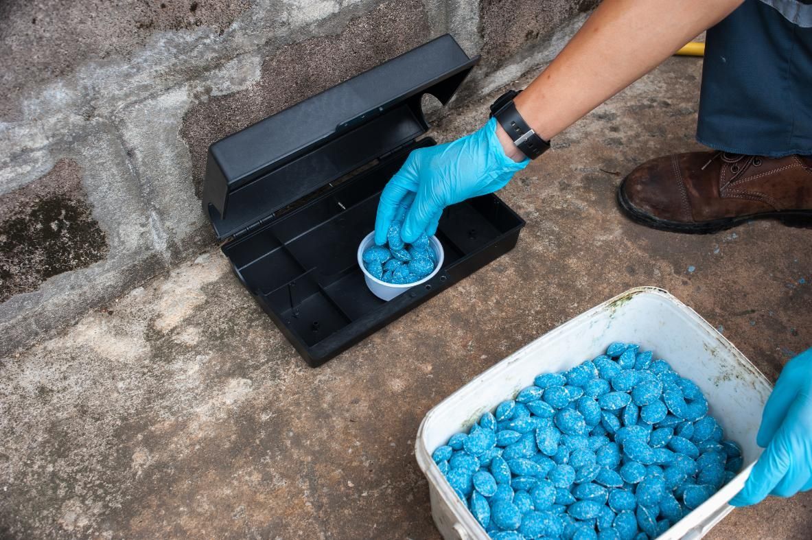 A person is putting blue pills into a mouse trap.