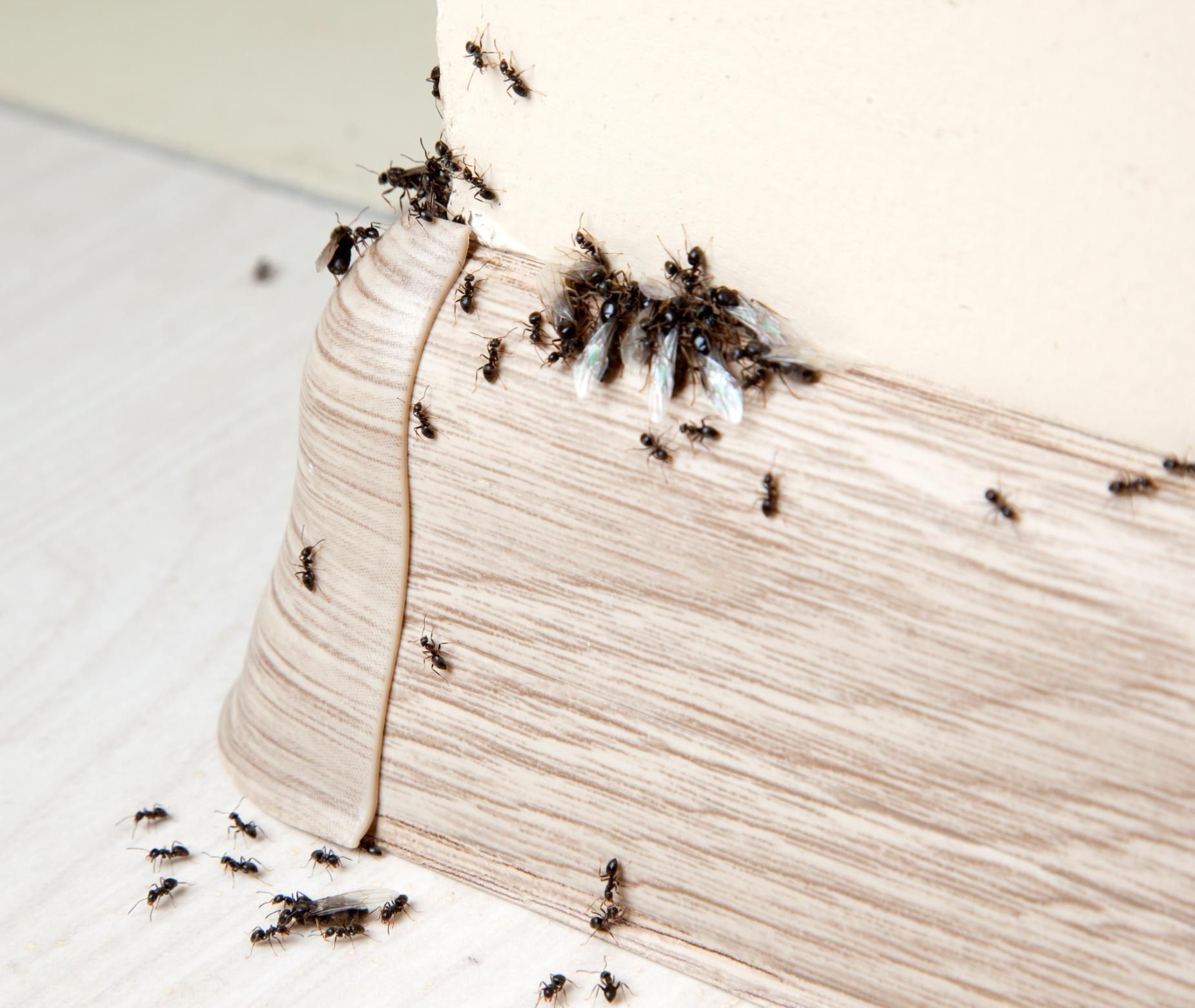 A bunch of ants are crawling on a piece of wood.