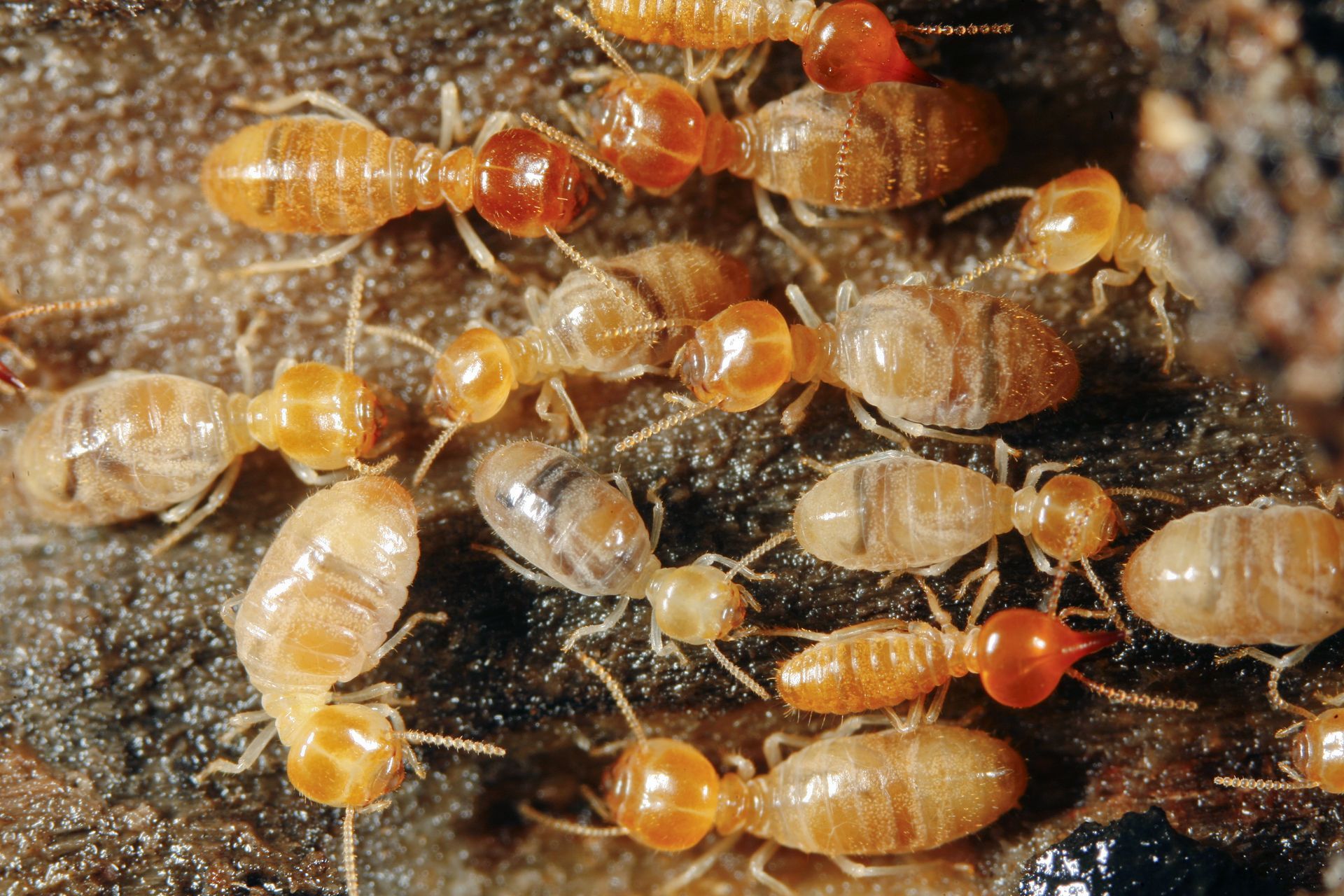 A group of termites are crawling on a rock.