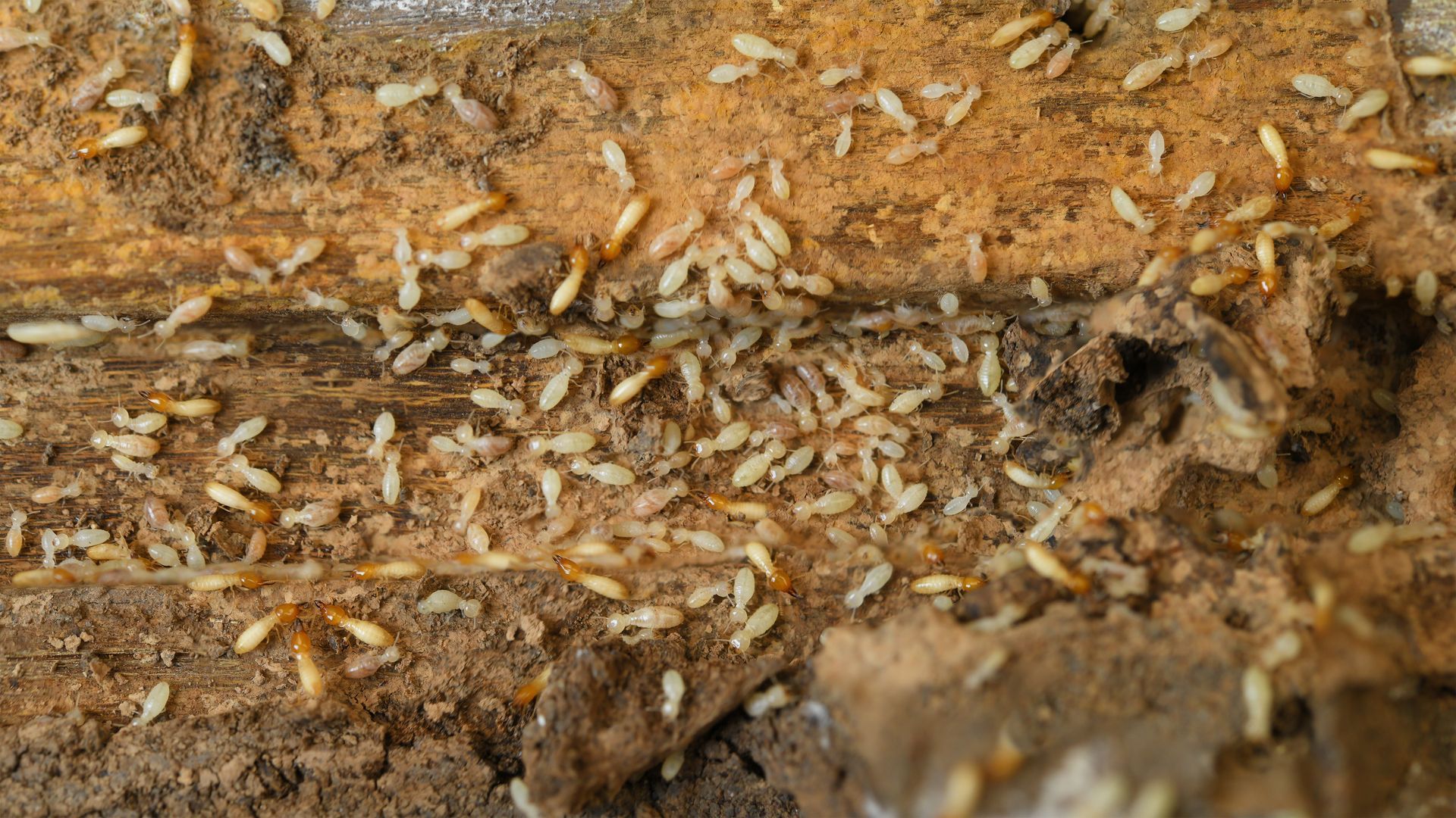 A bunch of termites are crawling on a piece of wood.
