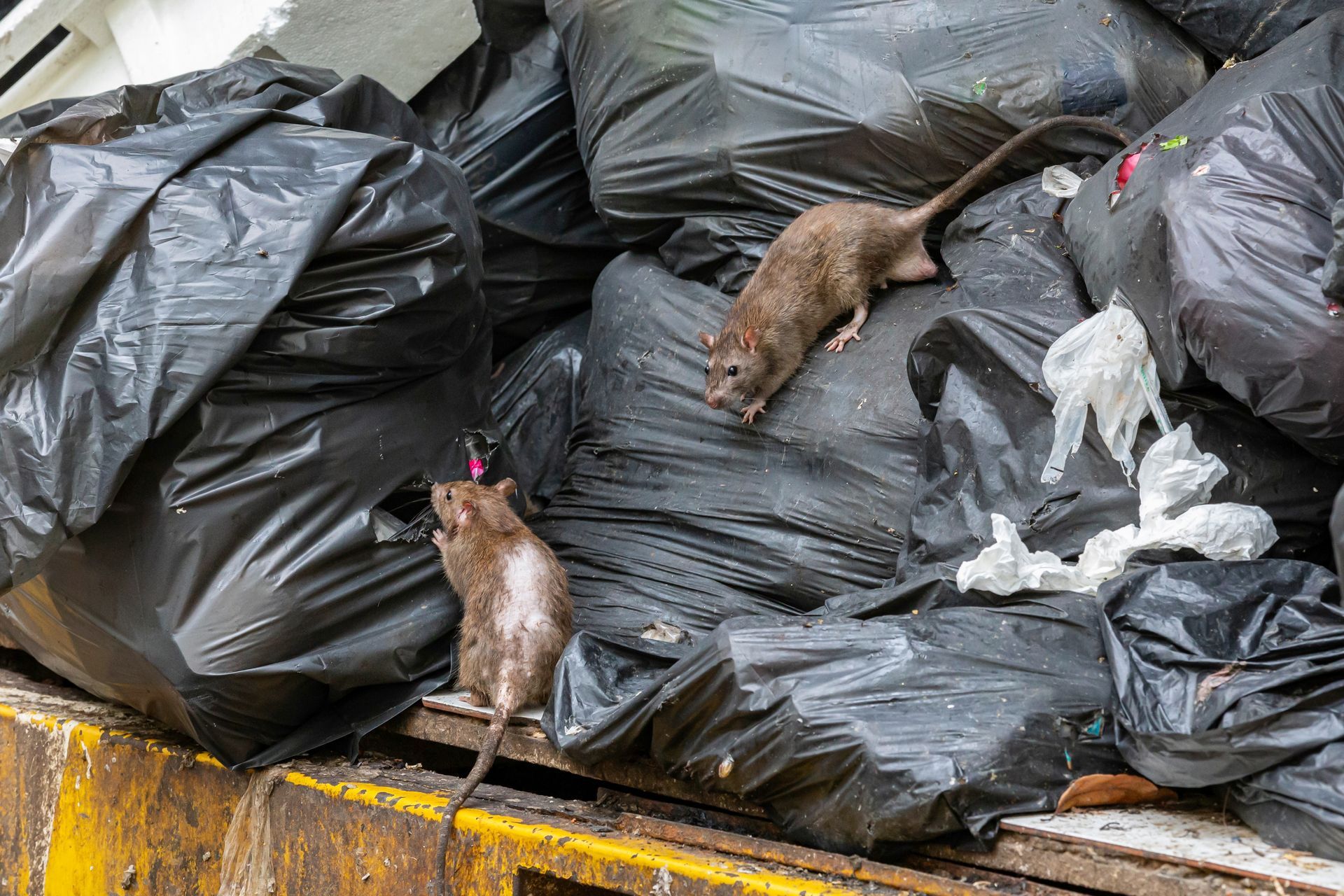 Two mice are sitting on top of a pile of garbage bags.