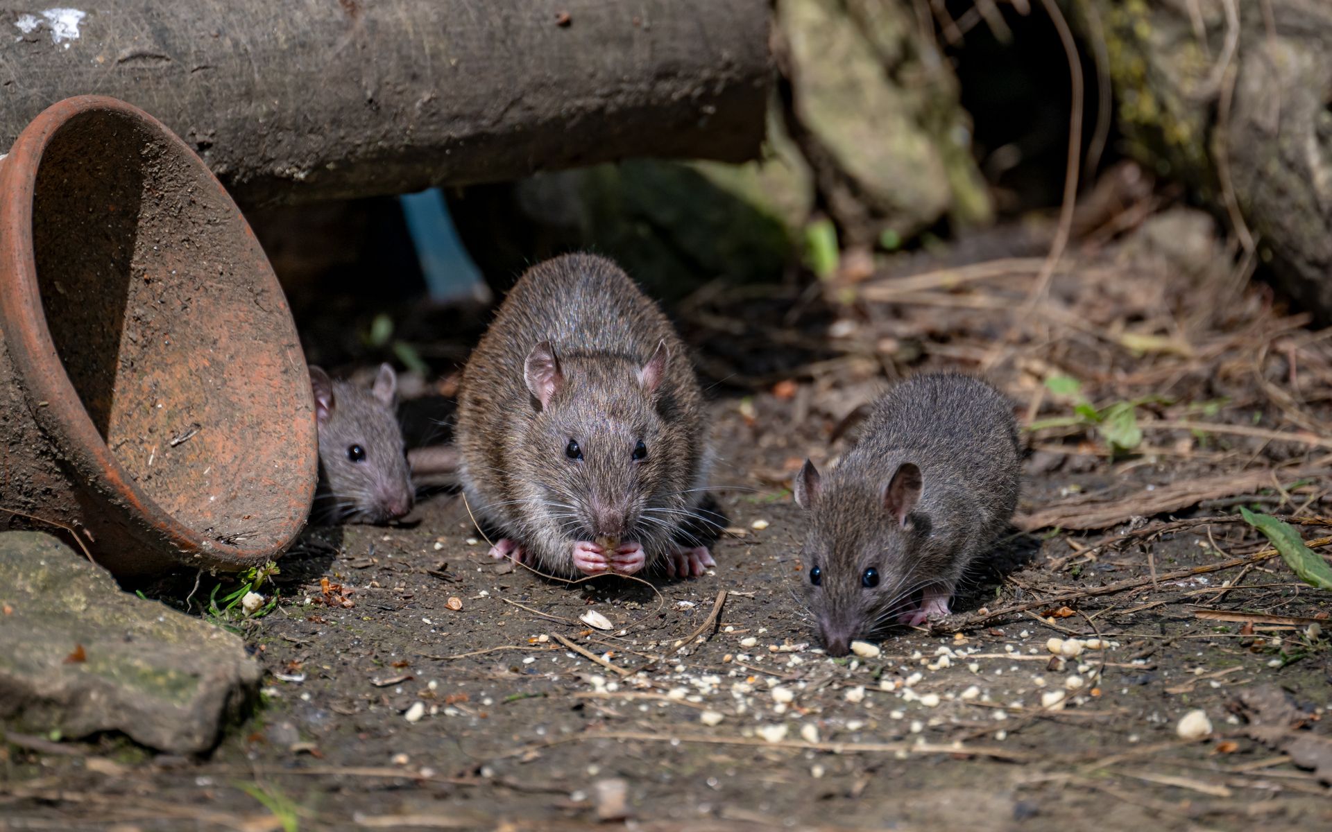 A group of mice are eating food on the ground.
