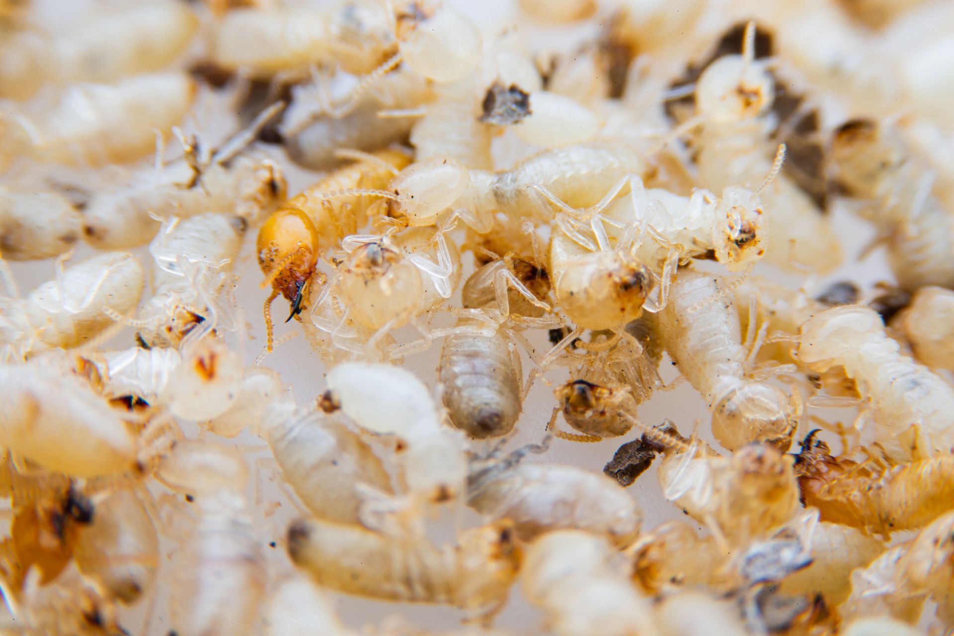 A close up of a pile of termites on a white surface.