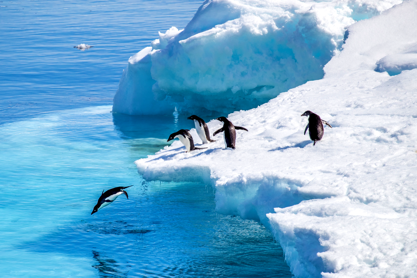 A group of penguins standing on top of an iceberg in the ocean.