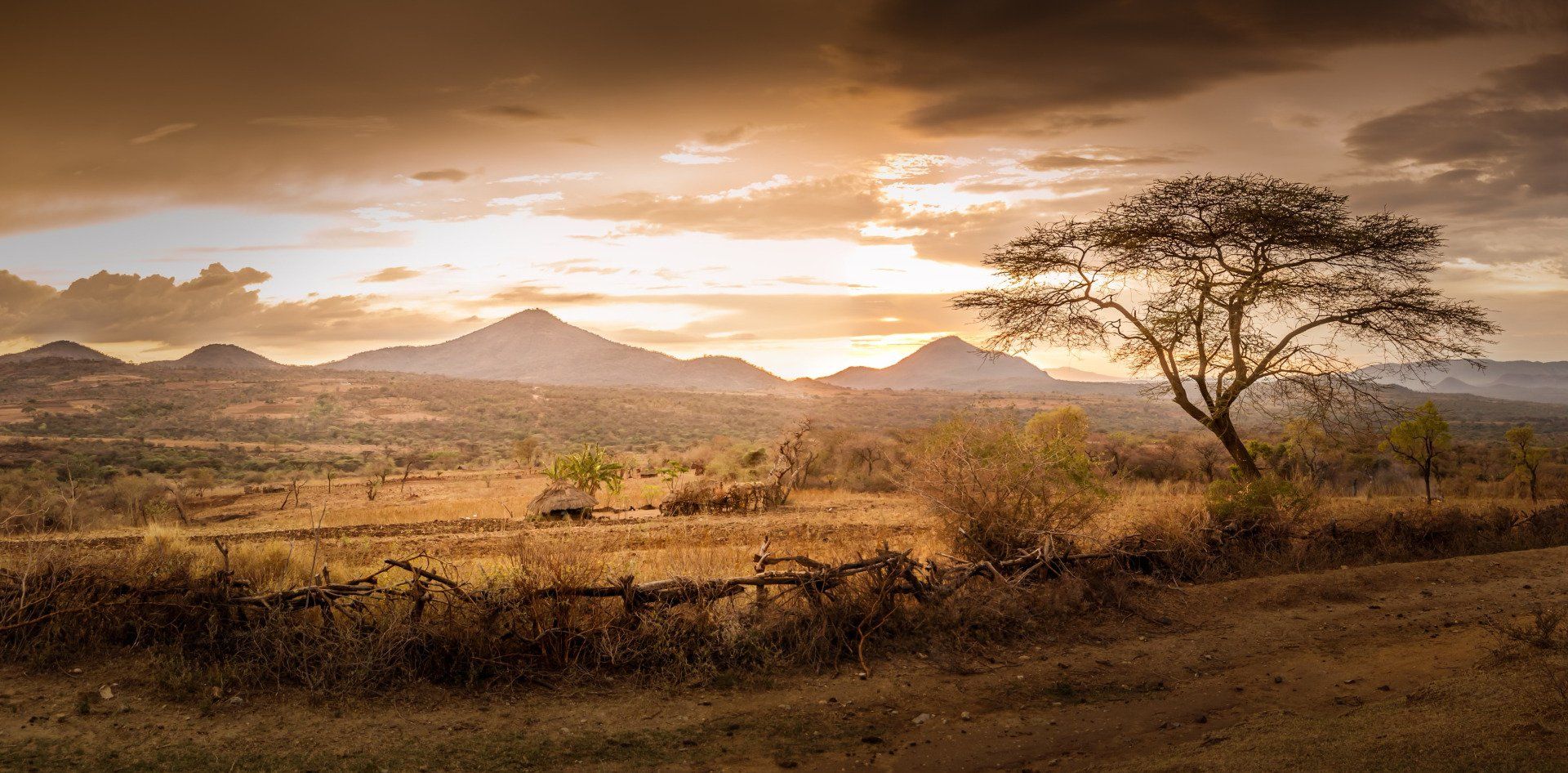 Sunset over an African savanna with acacia tree silhouettes and distant mountains