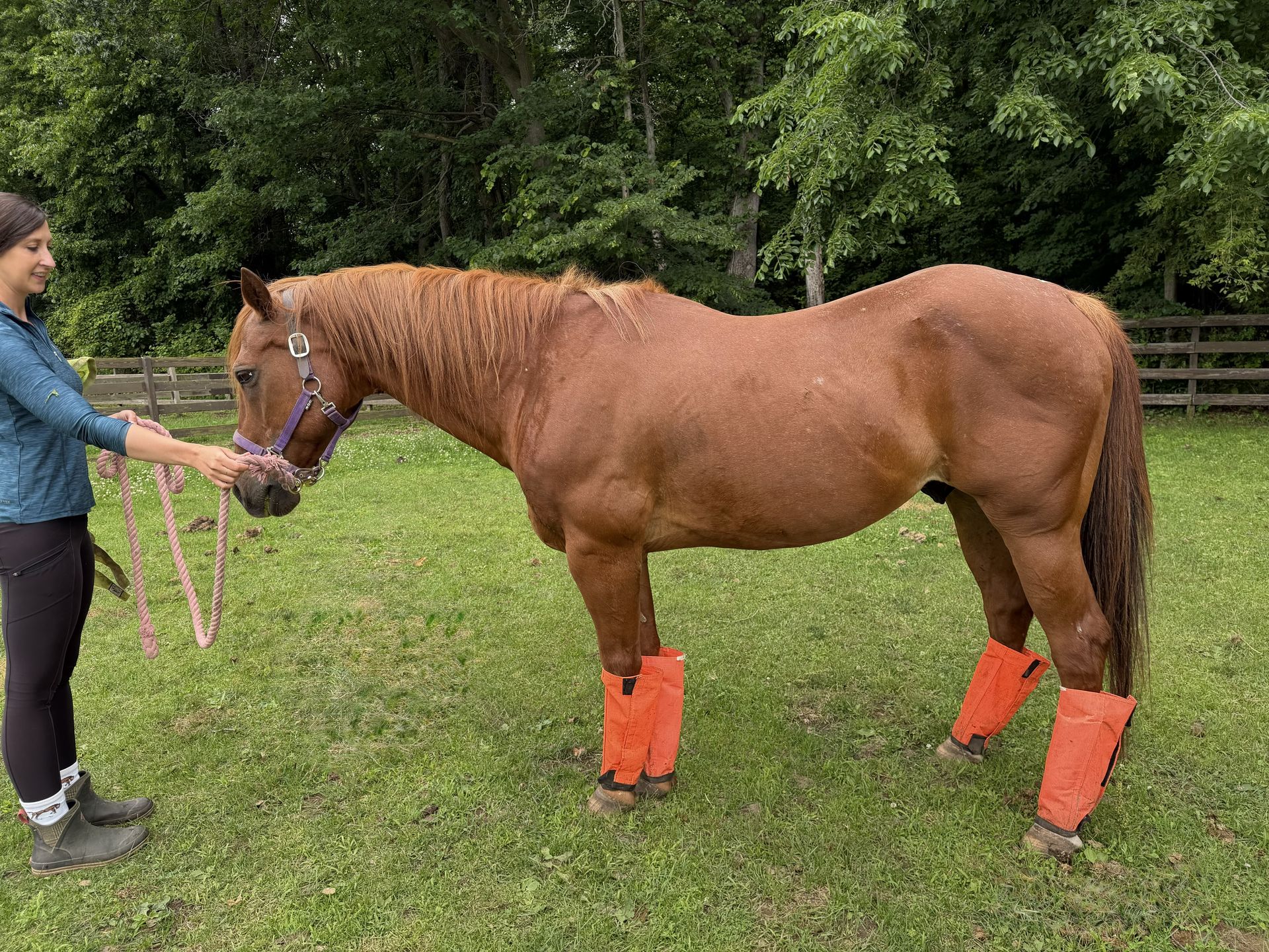 Our Adoptable Equines | Companion Horses