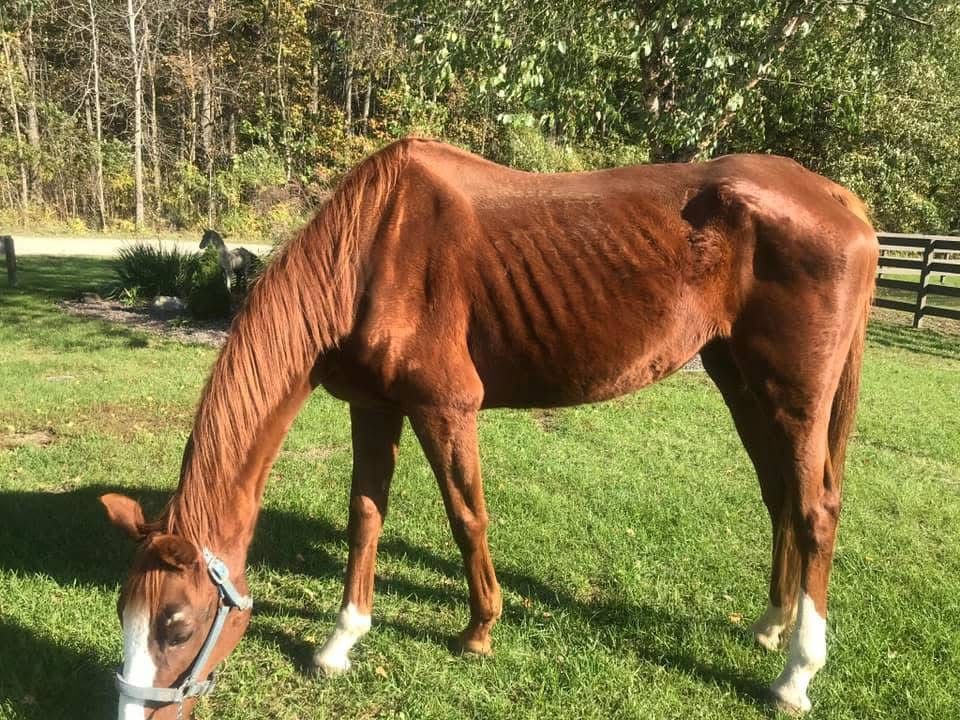 A brown horse is grazing in a grassy field.